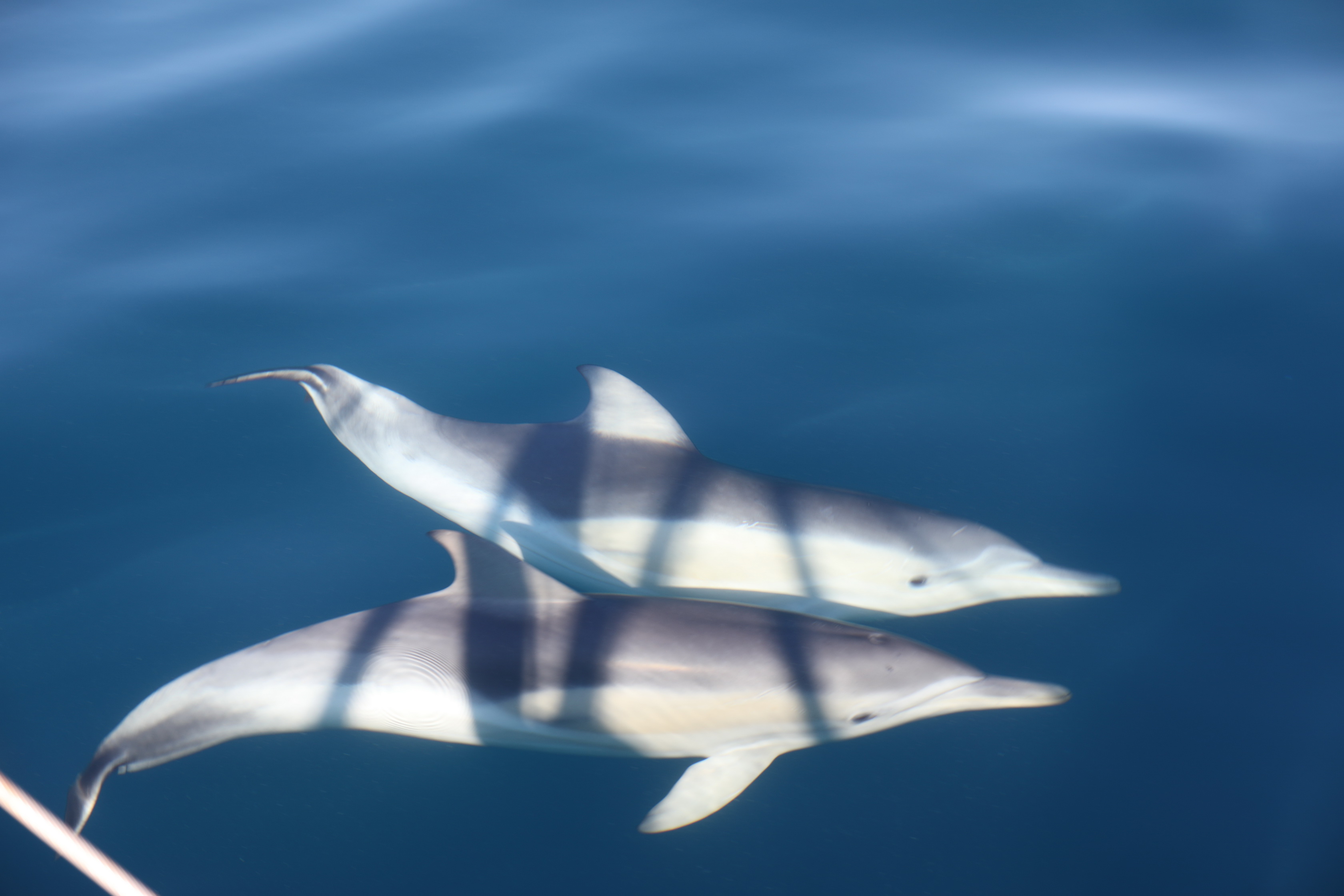 2019 12 07 08 33 41 Canon EOS 5D Mark IV 0007